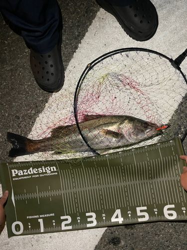 スズキの釣果