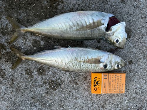 アジの釣果