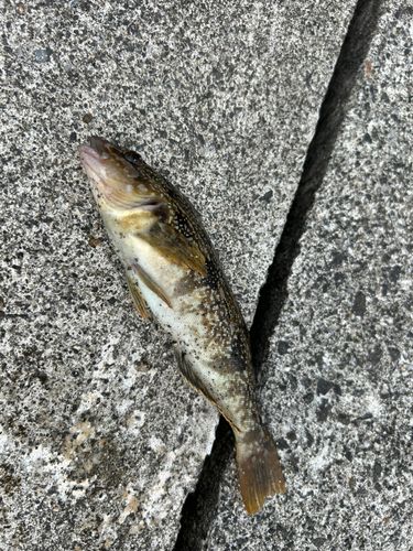 アイナメ