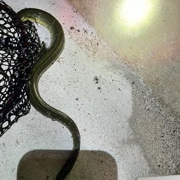 ウナギ