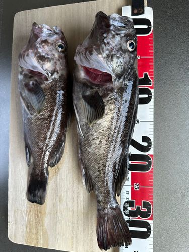 クロソイの釣果