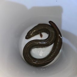 ウナギ