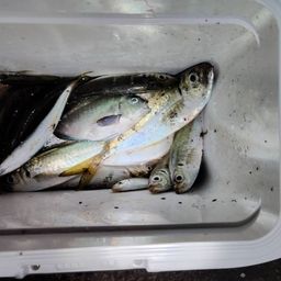 アジ