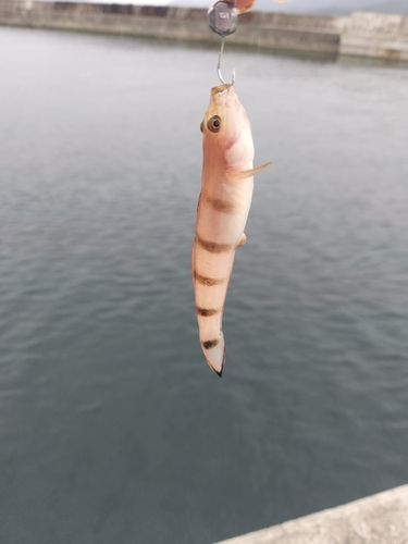 リュウグウハゼの釣果