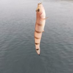 リュウグウハゼ