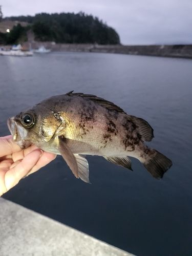 シロメバルの釣果