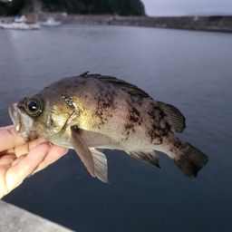 シロメバル