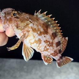 カサゴ