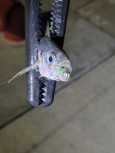 マアジの釣果
