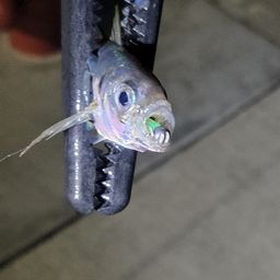 マアジ
