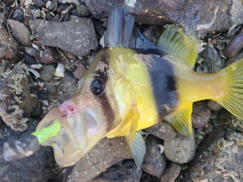 ミシマオコゼの釣果