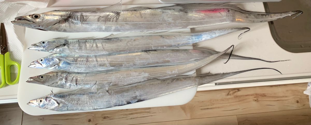 ゆと1982さんの釣果 2枚目の画像