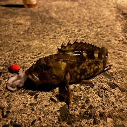 カサゴ