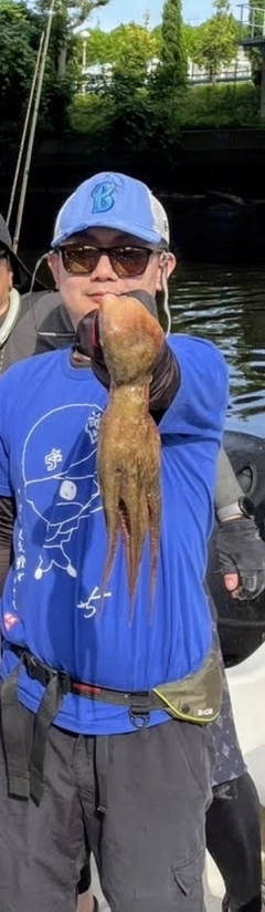 マダコの釣果