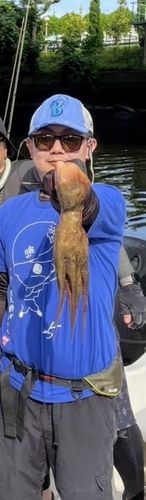 マダコの釣果