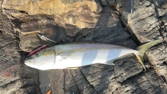 ヒラマサの釣果