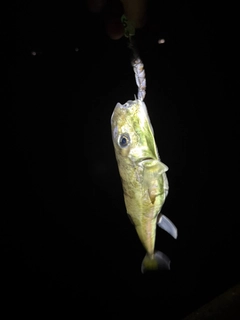 シロサバフグの釣果