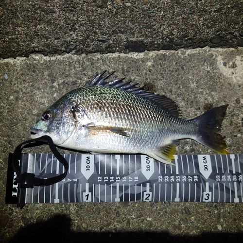 キビレの釣果