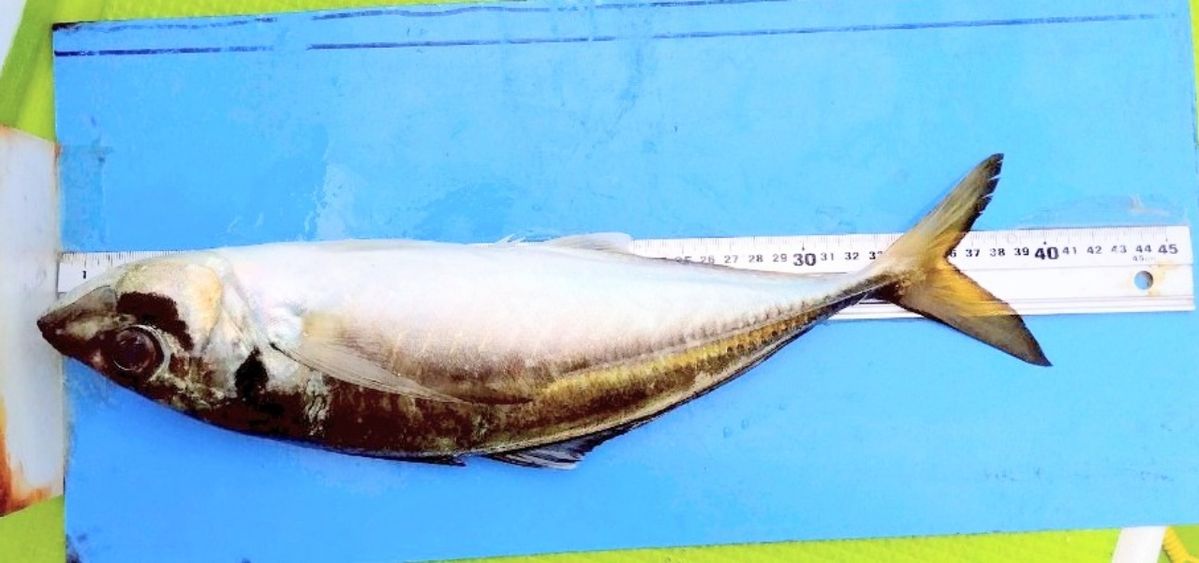 釣り船西野屋さんの釣果 3枚目の画像