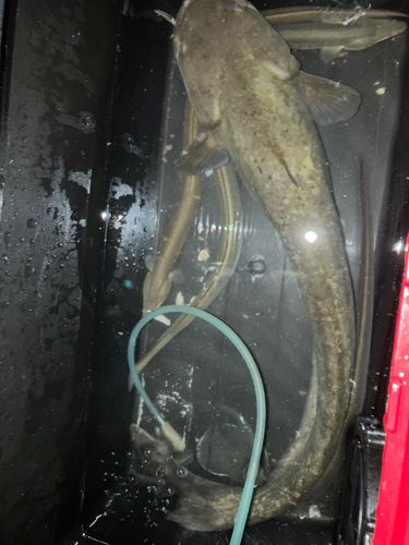 ニホンウナギの釣果