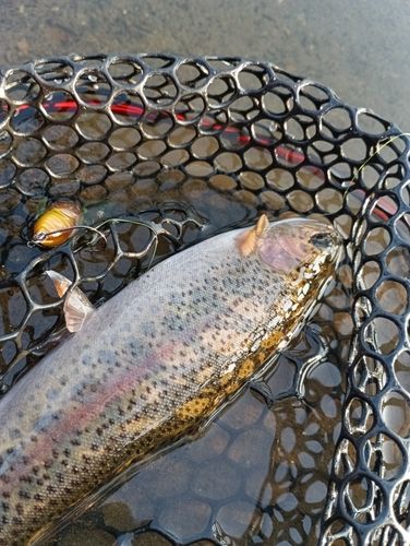 ニジマスの釣果