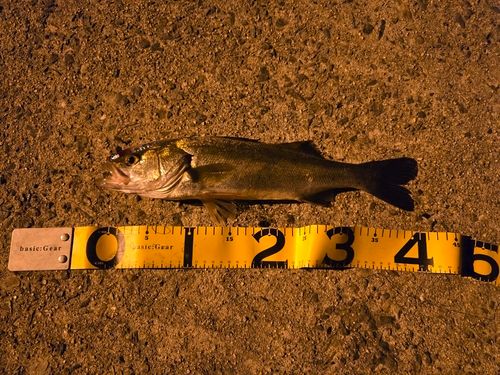 セイゴ（マルスズキ）の釣果