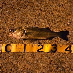 セイゴ（マルスズキ）