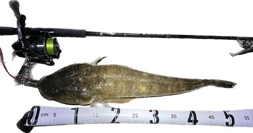 マゴチの釣果