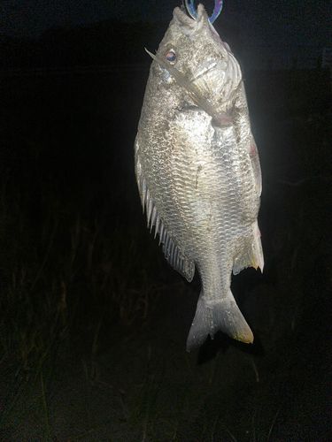 キビレの釣果