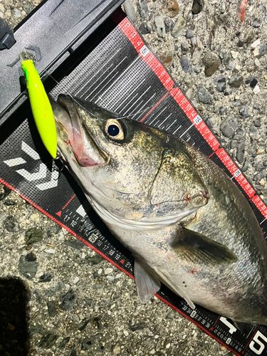 シーバスの釣果