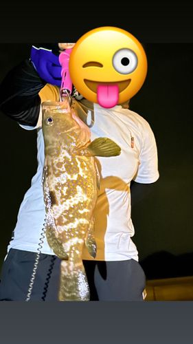 アコウの釣果