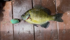 ブルーギルの釣果