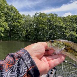 ラージマウスバス