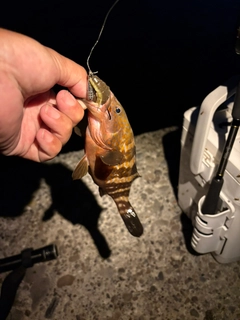 キジハタの釣果