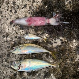 アジ