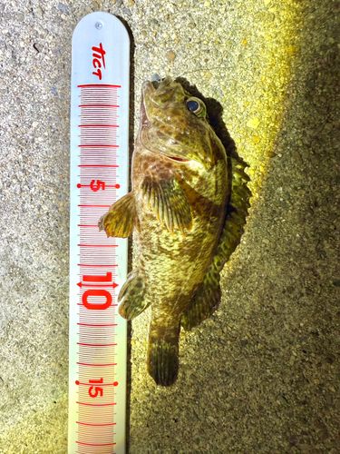 ムラソイの釣果