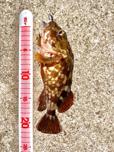 カサゴの釣果