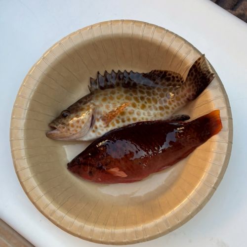 オオモンハタの釣果