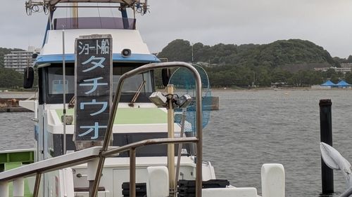 タチウオの釣果
