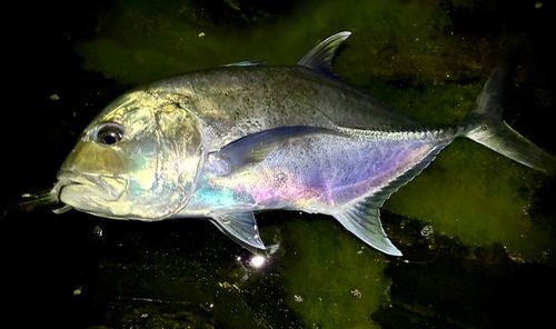 GTの釣果