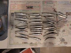 カタクチイワシの釣果