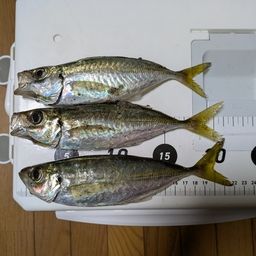アジ