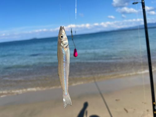キスの釣果