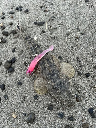 マゴチの釣果