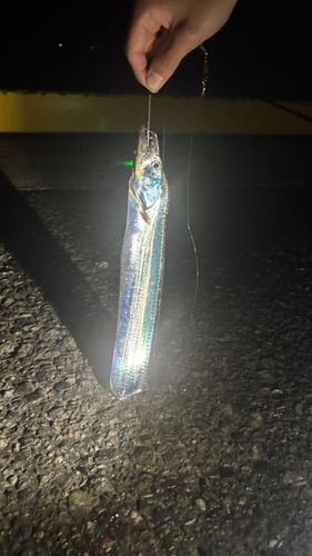 タチウオの釣果