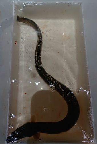 ウナギの釣果