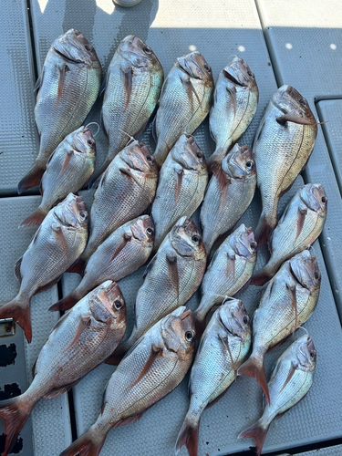 マダイの釣果