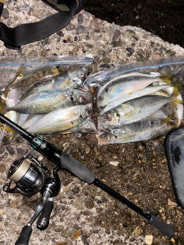 アジの釣果