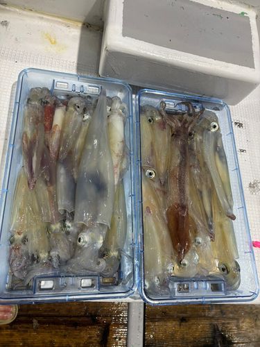 ケンサキイカの釣果