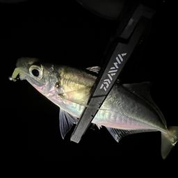 アジ